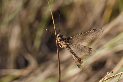 Deleproctophylla australis