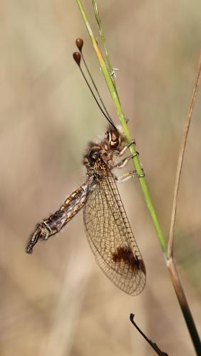 Deleproctophylla australis