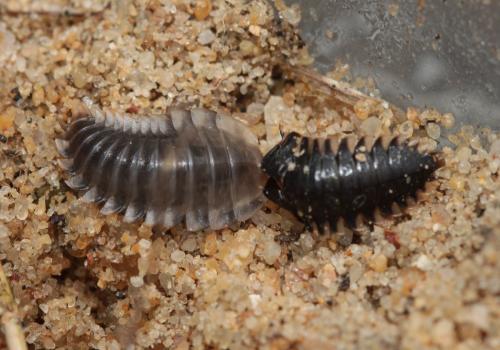 Oiceoptoma thoracicum