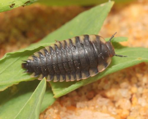 Réf. 123 528 : Oiceoptoma thoracicum