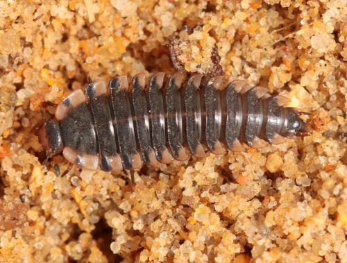 Réf. 123 529 : Oiceoptoma thoracicum