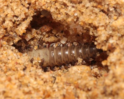 Oiceoptoma thoracicum