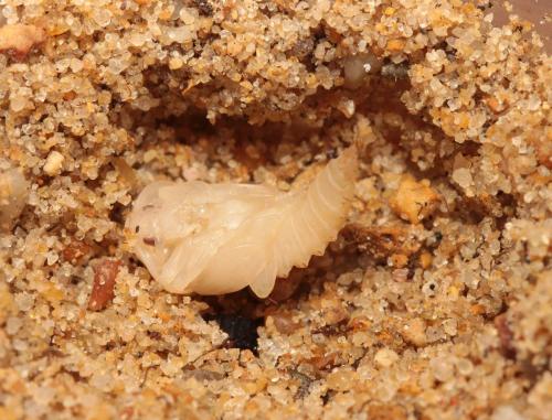 Oiceoptoma thoracicum