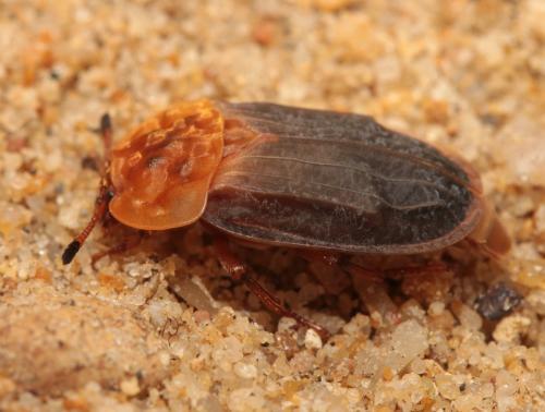 Oiceoptoma thoracicum