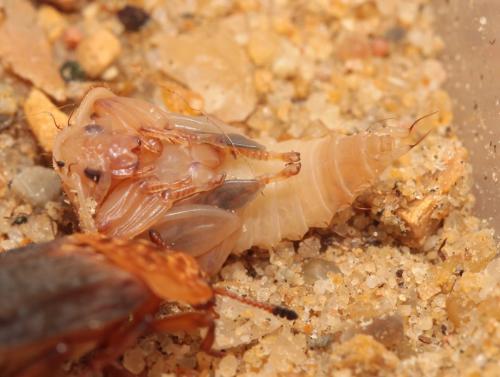 Oiceoptoma thoracicum
