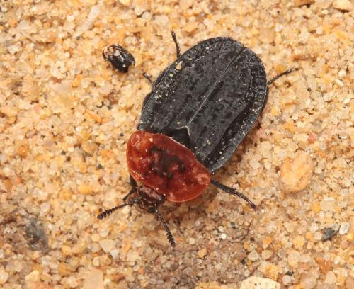 Réf. 123 537 : Oiceoptoma thoracicum