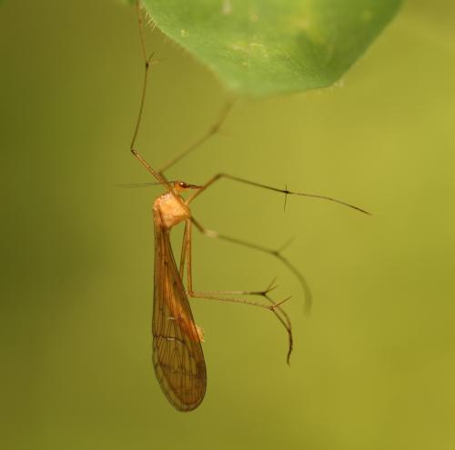 Bittacus hageni