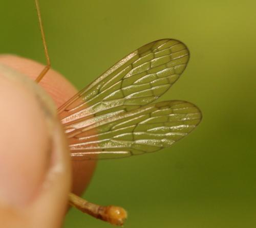 Réf. 123 002 : Bittacus hageni