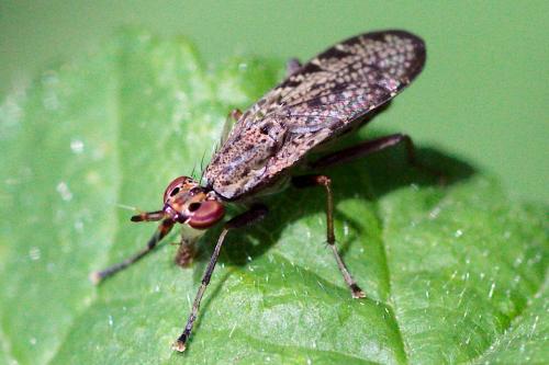 Réf. 123 170 : Euthycera alaris