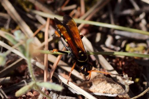 Batozonellus lacerticida