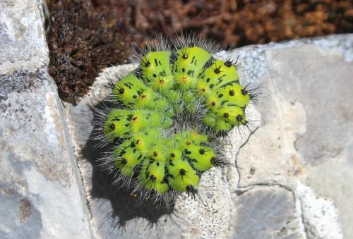 Réf. 123 670 : Saturnia sp.
