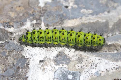 Réf. 123 634 : Saturnia sp.