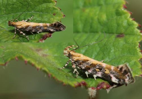 Aristotelia decoratella
