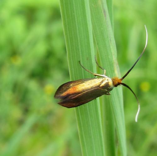 Réf. 123 400 : Nemophora sp.