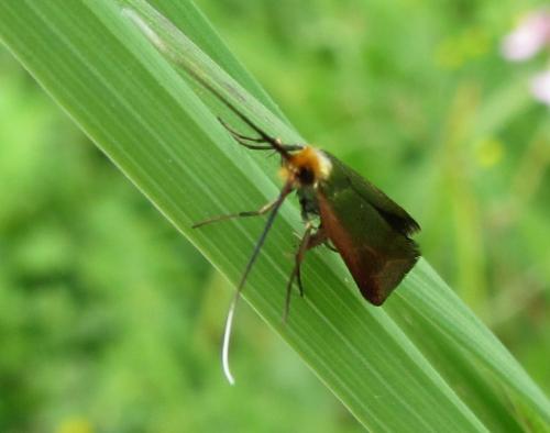 Réf. 123 401 : Nemophora sp.