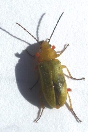 Cteniopus sulphureus
