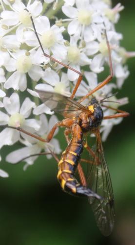 Ctenophora pectinicornis