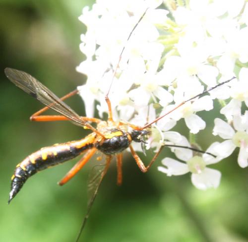 Ctenophora pectinicornis