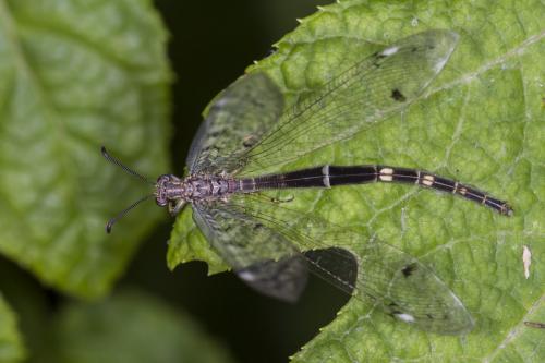 Distoleon tetragrammicus