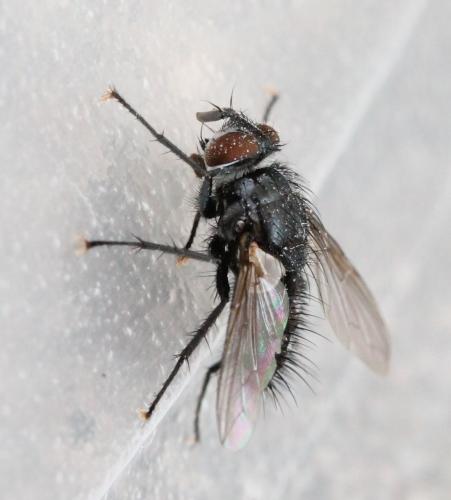Platymya fimbriata
