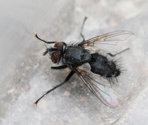 Platymya fimbriata
