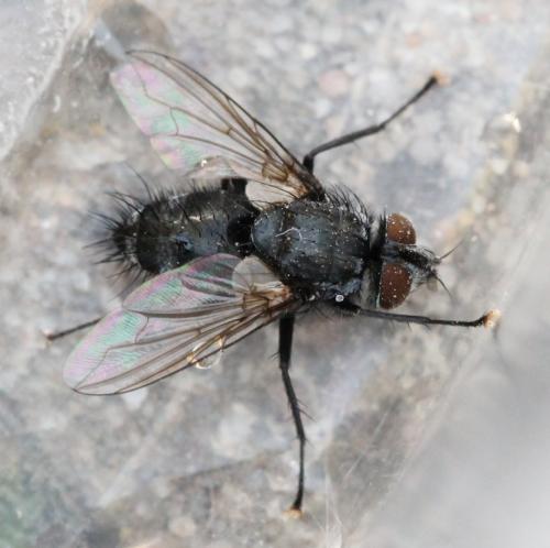 Platymya fimbriata
