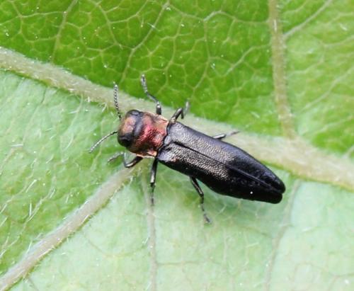 Réf. 123 277 : Agrilus pratensis