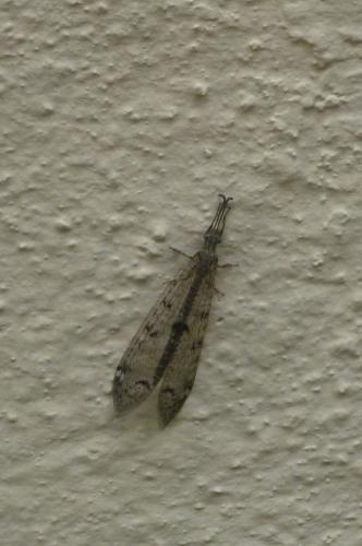 Réf. 123 681 : Distoleon tetragrammicus