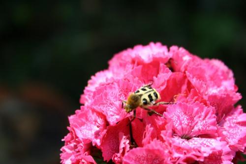 Trichius sp.