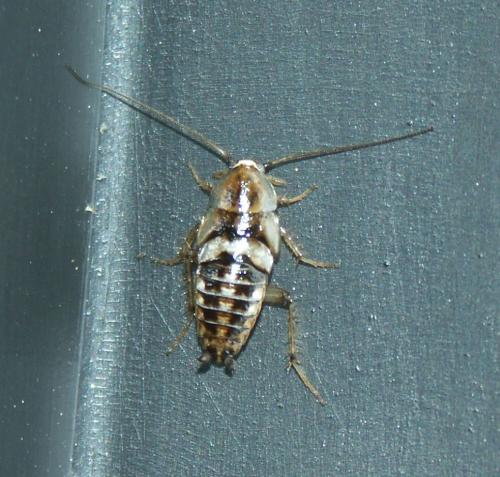 Planuncus vinzi
