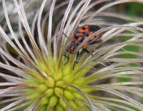 Spilostethus saxatilis