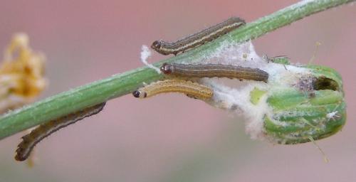 Réf. 123 947 : Hecatera dysodea