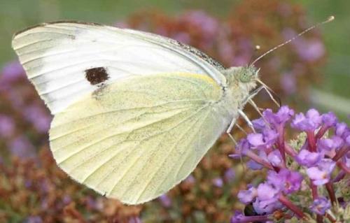 Réf. 123 246 : Pieris brassicae