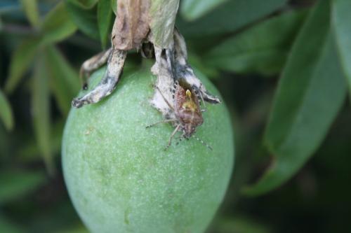 Dolycoris baccarum