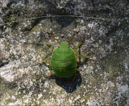 Palomena prasina