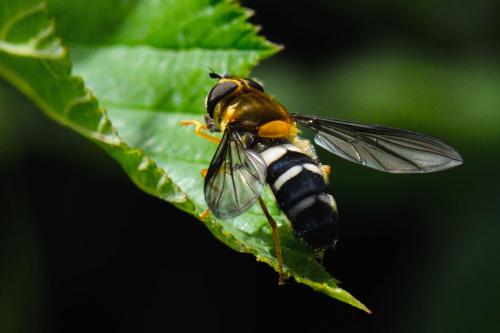 Réf. 123 169 : Leucozona glaucia