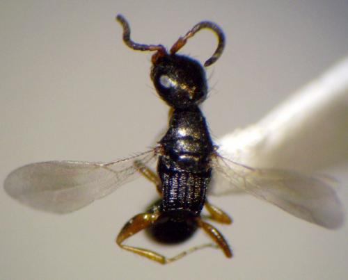 Réf. 123 792 : Laelius sp.
