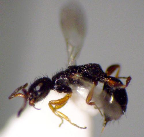 Réf. 123 791 : Laelius sp.