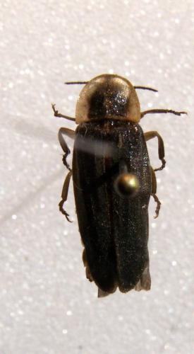 Lampyris noctiluca