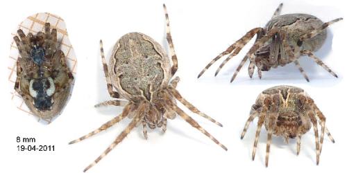Réf. 123 294 : Larinioides sclopetarius