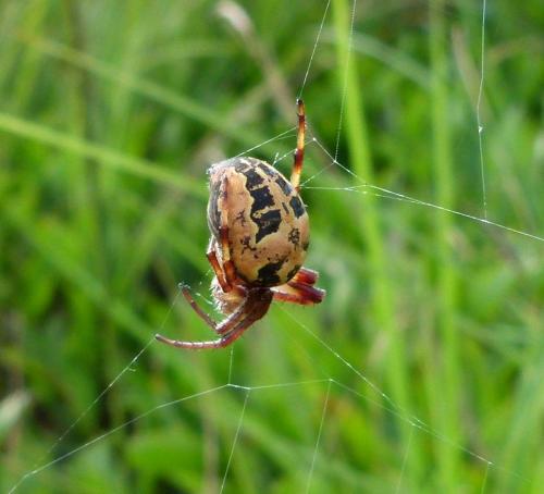 Réf. 123 263 : Larinioides sp.