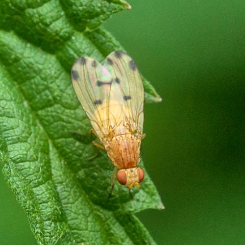 Meiosimyza decempunctata