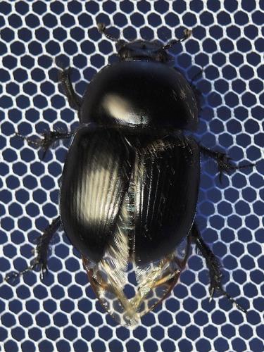 Geotrupes sp.