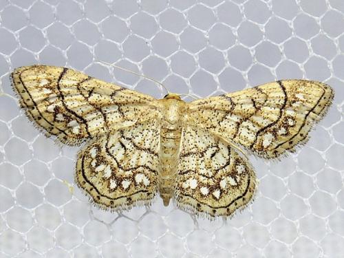 Réf. 123 539 : Idaea moniliata