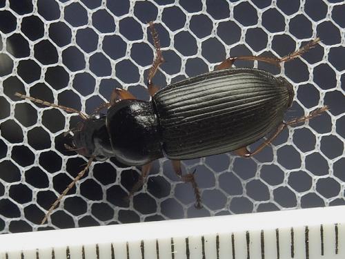 Pseudoophonus rufipes