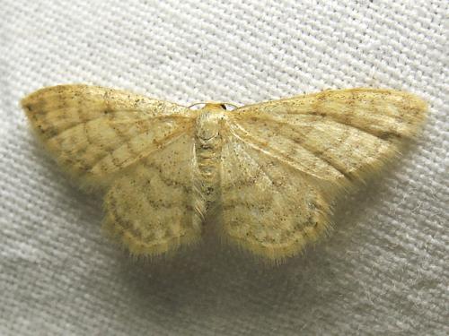 Idaea dilutaria