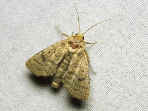Réf. 123 783 : Hoplodrina octogenaria