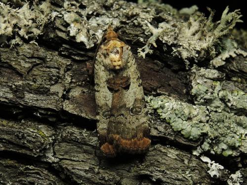 Réf. 123 543 : Epilecta linogrisea