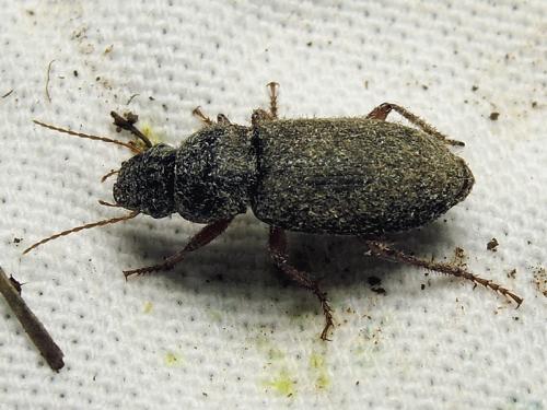 Pseudoophonus rufipes