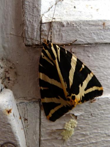 Euplagia quadripunctaria